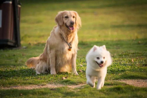 溫州養(yǎng)犬管理職責(zé)明晰 兩大部門(mén)職能分工與信息系統(tǒng)運(yùn)行維護(hù)解析
